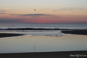 A One Seagull Sunrise Photograph by Robert Banach