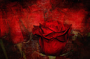 A Rose for You Photograph by Kaye Menner