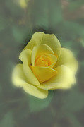 A Rose is a Rose Photograph by David Armstrong