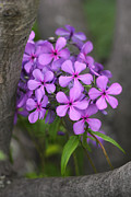 Natural Bouquet Photograph by Theo OConnor