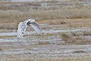 A Snowy Owl in Flight Photograph by John Vose