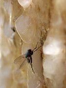 A Sticky Situation Photograph by Shane Bechler A Sticky Situation Photograph by Shane Bechler
