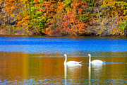 A Swim for Two Photograph by Bryan Bzdula