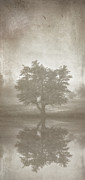 A Tree in the Fog 3 Photograph by Scott Norris