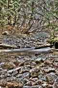 A walk in the woods Photograph by Loni Collins
