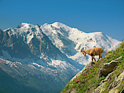 A Young Ibex, Or Mountain Goat Photograph by Menno Boermans A Young Ibex, Or Mountain Goat Photograph by Menno Boermans