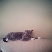 Abby's Favorite Place To Hide.  She Photograph by Chris Morgan