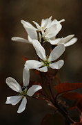 Above The Coppery-Red Photograph by Linda Shafer