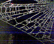 Abstract - Arachnid View Photograph by Richard Reeve