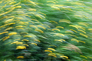 Abstract blurred flower meadow in spring Photograph by Matthias Hauser