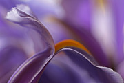 Abstract Flowers Photograph by Juergen Roth