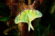 Abstract Luna Moth Painterly Photograph by Andee Design