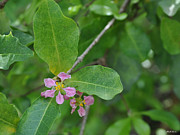 Acerola Photograph by Charlie Roman