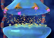 Action Of Serotonin Reuptake Inhibitors Photograph by Science Photo Library
