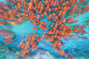 Aerial Drone View With Fir Tree Fall Photograph by Yaorusheng