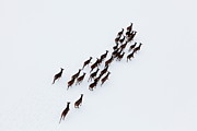 Aerial Photo Of A Herd Of Deer Running Photograph by Dariuszpa