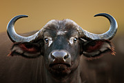 African buffalo Cow Portrait Photograph by Johan Swanepoel