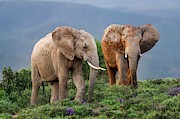 African Elephant Bulls Fighting Photograph by Science Photo Library