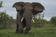 African Elephant Charging Sabi-sands Photograph by Sergey Gorshkov
