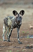 African Hunting Dog Pup Photograph by Science Photo Library