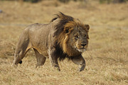 African Lion Stalking Masai Mara Kenya Photograph by Hiroya Minakuchi African Lion Stalking Masai Mara Kenya Photograph by Hiroya Minakuchi