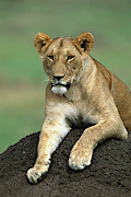Lioness in Masai Mara Photograph by Yva Momatiuk and John Eastcott