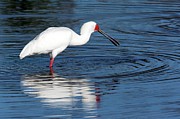 African Spoonbill Photograph by Science Photo Library