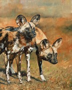 African Wild Dogs Painting by David Stribbling