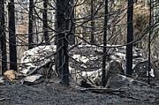 Aftermath Photograph by Doug Gibbons