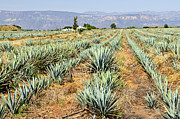 Agave cactus field in Mexico 3 Photograph by Elena Elisseeva