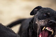 Aggressive Dog Showing Teeth, San Photograph by Cameron MacPhail Aggressive Dog Showing Teeth, San Photograph by Cameron MacPhail