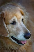 Aging Gracefully Photograph by Veronica Batterson