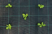 Agriculture Irrigation Technology Photograph by Science Photo Library