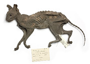 Air-dried Mummified Cat Photograph by Science Photo Library