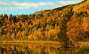AK Fall Photograph by Kevin Dietrich