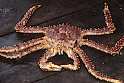 Alaskan King Crab Photograph by Rondi Church