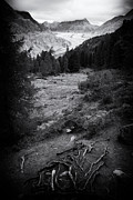 Aletsch Forest with Aletsch Glacier Switzerland Black and White Photograph by Matthias Hauser