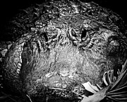 Alligator On Guard  Photograph by Mark Andrew Thomas