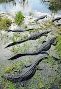 Alligators Photograph by Science Photo Library