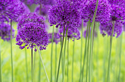 Allium Hollandicum Purple Sensation Flowers Photograph by Tim Gainey