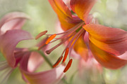 Alpenglow Photograph by Marilyn Cornwell