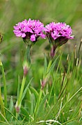 Alpine Catchfly (silene Suecica) Flowers Photograph by Science Photo Library