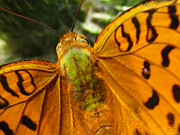 Amazing Butterfly Photograph by Alexandros Daskalakis