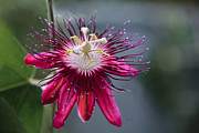 Amazing Passion Flower Photograph by Penny Lisowski