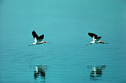 American Avocets (recurvirostra Americana) Flying Photograph by Science Photo Library
