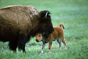 American Bison and Calf Yellowstone NP Photograph by Suzi Eszterhas American Bison and Calf Yellowstone NP Photograph by Suzi Eszterhas