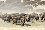 American Bison Herd Photograph by Craig K. Lorenz