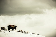 American Bison On The Top Of A Snowy Photograph by Tim Martin American Bison On The Top Of A Snowy Photograph by Tim Martin