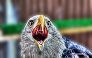 American Eagle Photograph by Bob Kinnison
