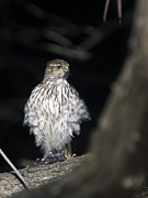 American Kestrel Photograph by Paul Ross